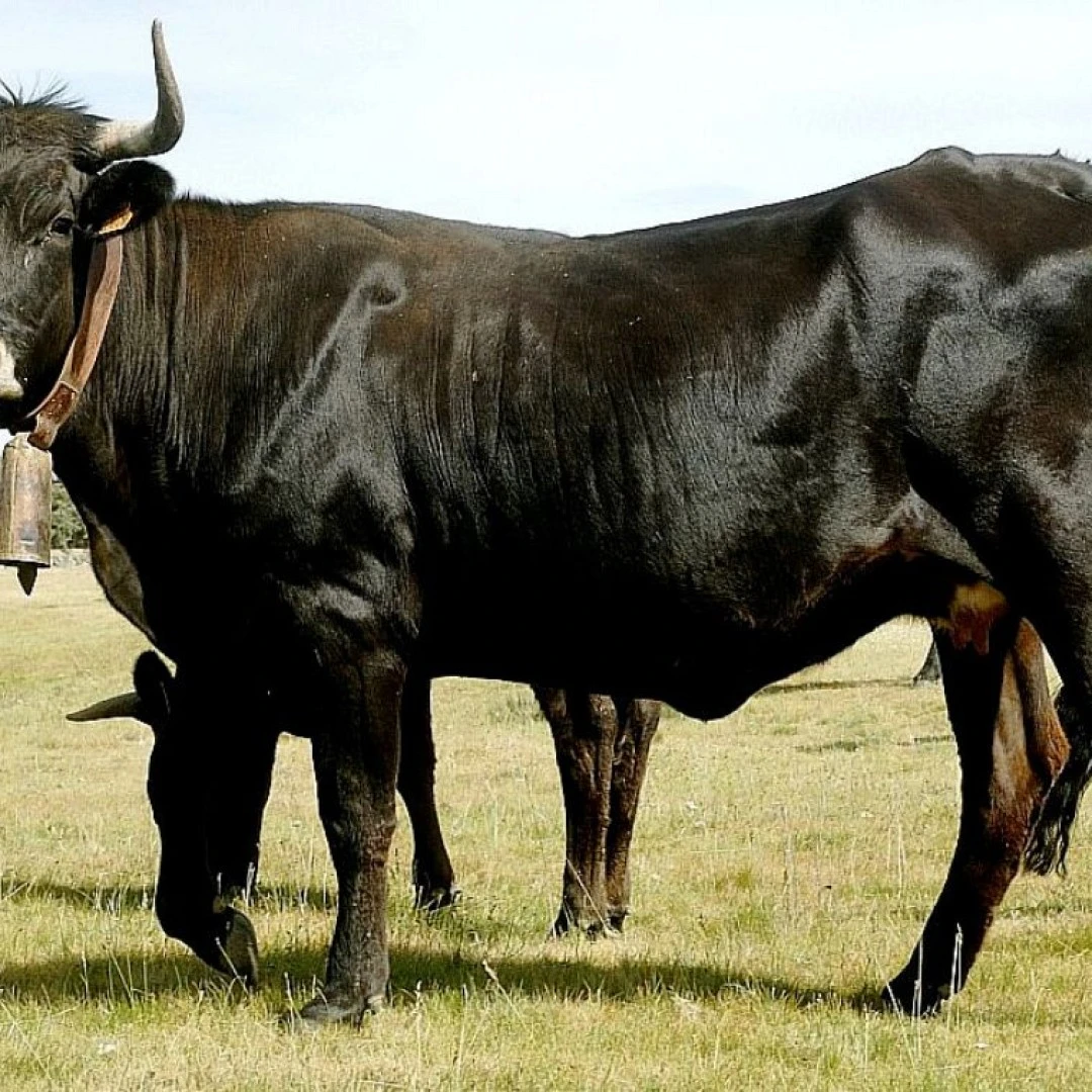 La puesta en valor de la carne de Raza Sayaguesa a través de unas jornadas gastronómicas.